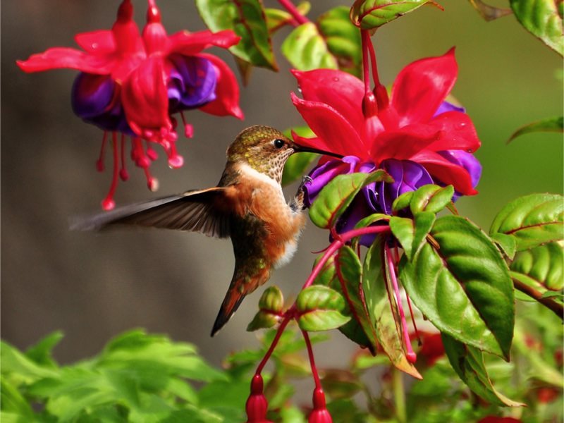 Huming bird Photo by Bryan Hanson on Unsplash